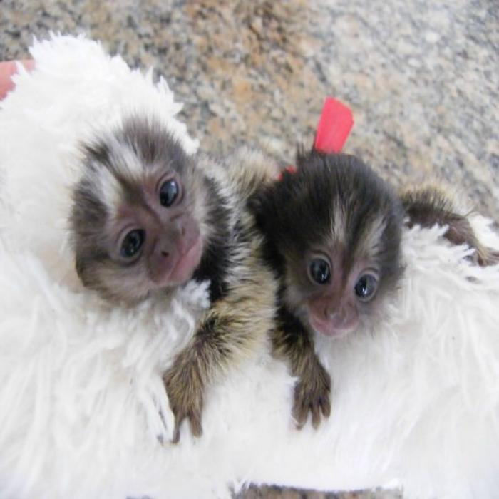 Marmoset Monkeys