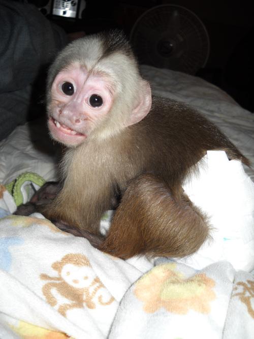 Healthy Capuchin Babies For X MAS Adop.