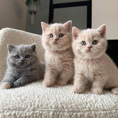 British Shorthair cats available for rehoming