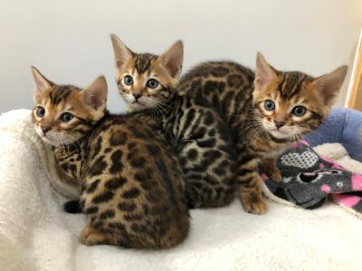 Bengal  kittens available for sale