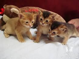 Abyssinian  kittens available for sale