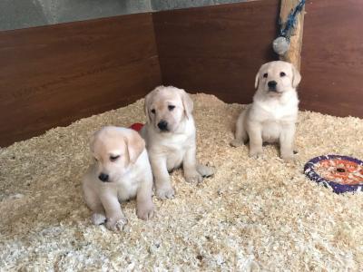 Labrador Retriever  puppies available for sale