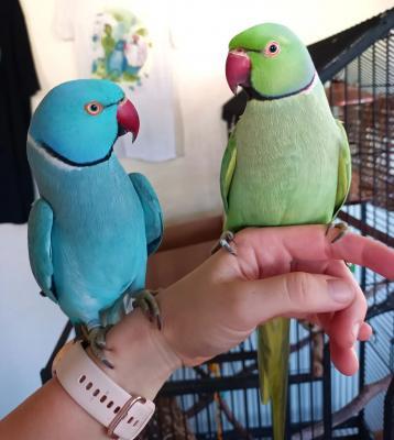 Handfed indian ringneck parakeets available