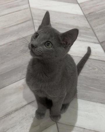 Russian Blue kittens available for sale