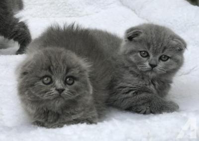 Scottish Fold kittens available for adoption