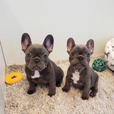 French Bulldogs available for sale