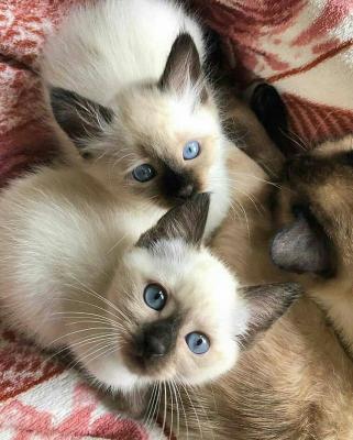 Siamese kitten available for sale