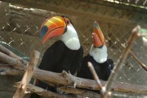 Pair of Toco Toucans parrots for sale 