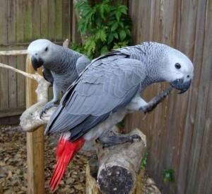 African Grey parrots available now for sale 