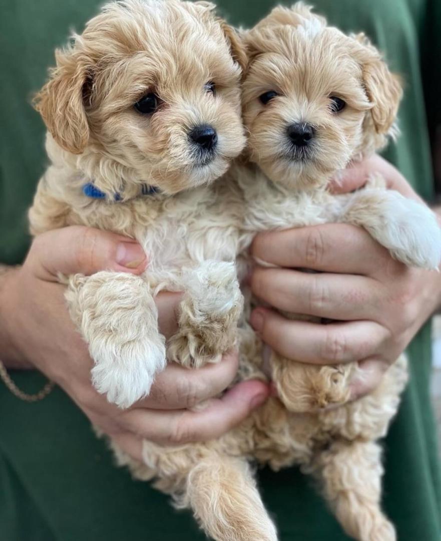 Maltipoo puppies